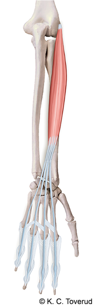 M. extensor digitorum, N. radialis C7-8