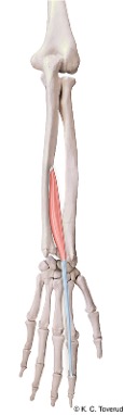 M. extensor indicis, N. radialis C7-8