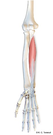 M. flexor digitorum superficialis