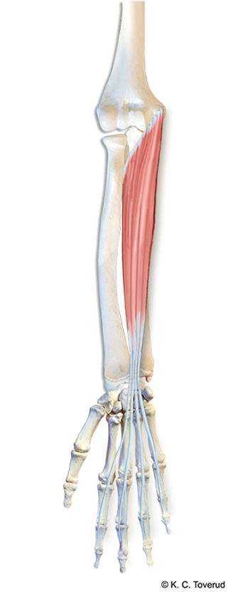 M. flexor digitorum profundus