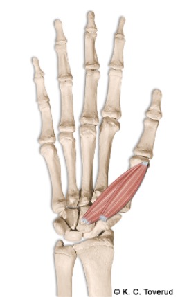 M. flexor pollicis brevis