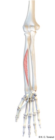 M. flexor pollicis longus