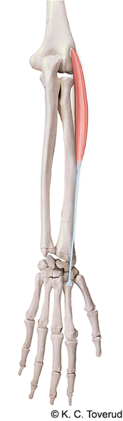 M. extensor carpi radialis longus, N. radialis C6-7
