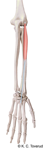 M. extensor carpi radialis brevis, N. radialis C7-8