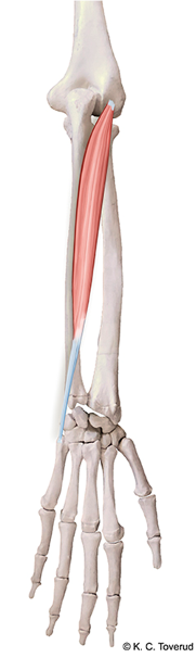 M. extensor carpi ulnaris, N. radialis, C7-8