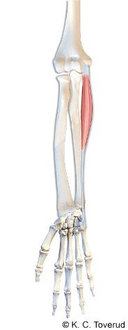M. flexor carpi radialis
