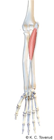 M. flexor carpi ulnaris
