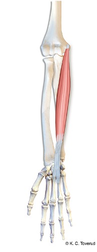 M. palmaris longus