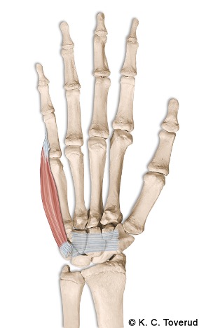 M. abductor digiti minimi