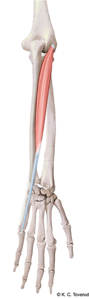 M. extensor digiti minimi, N. radialis, C7-8