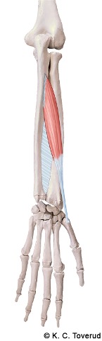 M. abductor pollicis longus, N. radialis, C7-8