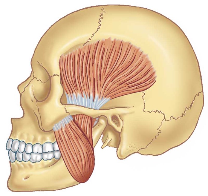 M. temporalis M. masseter