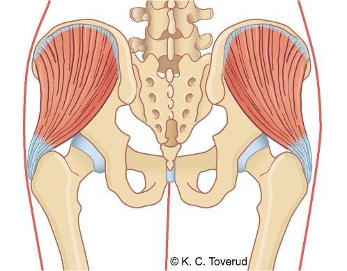 M. gluteus medius