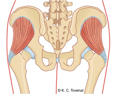 M. gluteus minimus