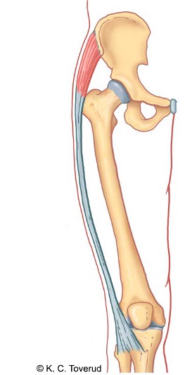 M. tensor fascia lata