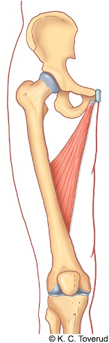 M. adduktor longus