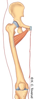 M. adductor brevis