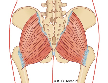 M. gluteus maximus