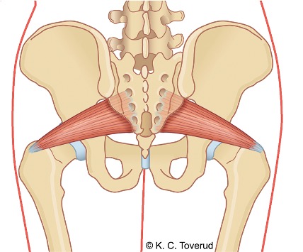 M. piriformis