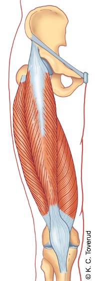 M. vastus lateralis, M. vastus medialis og M. rectus femoris