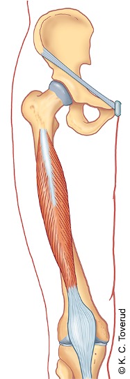 M. vastus intermedius
