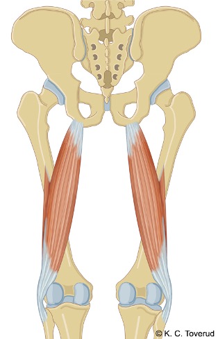 M. biceps femoris