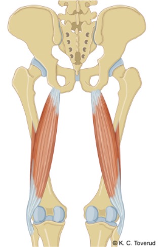 M. biceps femoris, caput longum. M. biceps femoris, caput breve.