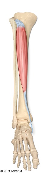 M. tibialis anterior