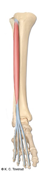 M. extensor digitorum longus