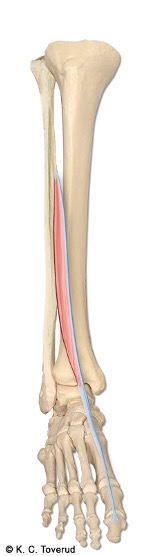 M. extensor hallucis longus