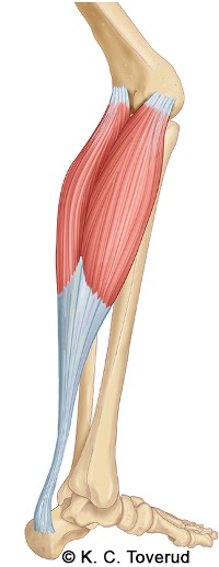 Plantar fleksjon ankel muskel
