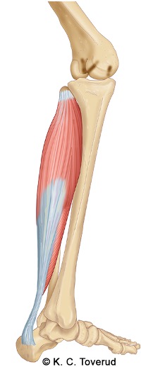 Plantarfleksjon ankel muskel
