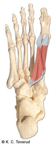 M. flexor hallucis brevis