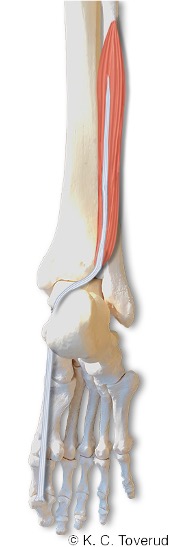 M. flexor hallucis longus