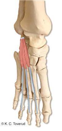 M. extensor digitorum brevis