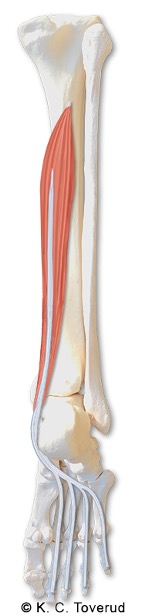 M. flexor digitorum longus