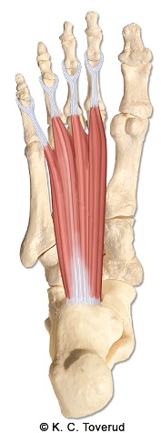 M. flexor digitorum longus