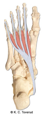 Mm. lumbricales pedis I-IV