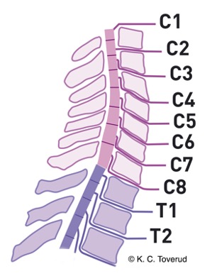 Topography of the cervical spinal nerves