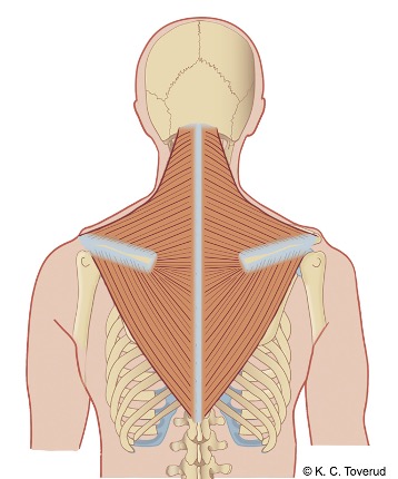 M. trapezius