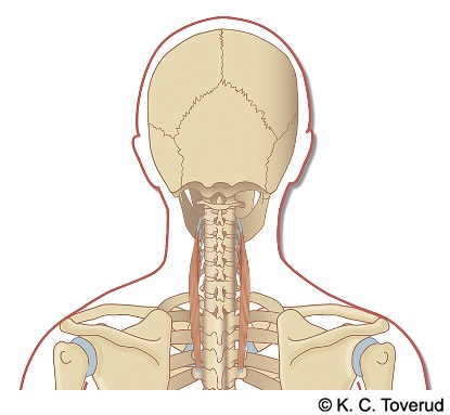 M. longissimus cervicis