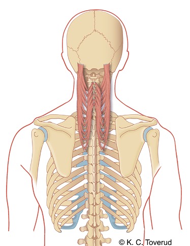 M.semispinalis capitis et cervicis