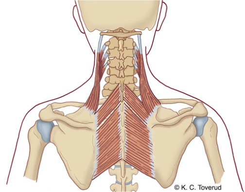 M. levator scapula og M. rhomboideus minor et major