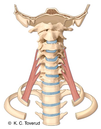 M. scalenus anterior