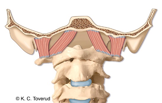 M. rectus capitis anterior
