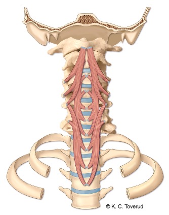 M. longus colli