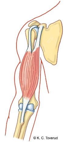 Albue fleksjon, m. biceps brachii