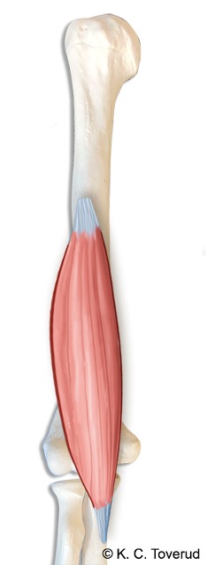 m. brachialis