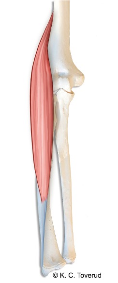 m. brachioradialis