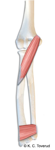 Albue pronasjon, M.pronator teres og M.pronator quadratus